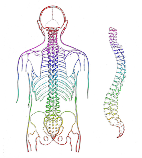 腰椎正常的生理弯曲图片