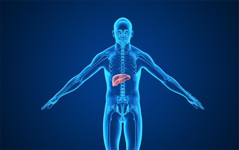 人体肝肾位置图片