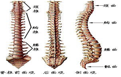 脊椎